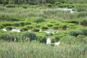 ebro delta natural park in catalonia