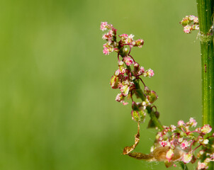 Blume Mit ihren Blüten im Grünen