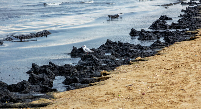 The sea and the beach are polluted with oil. A crude oil spill on the sand of a city beach. Beach oil spill impact, pollution, waste disposal. Ecological catastrophy