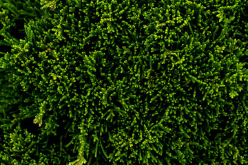 Fototapeta premium Closeup photography of green plant.Growth background.