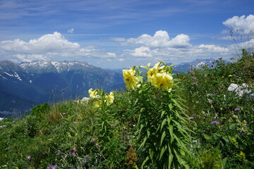 Yellow lily on mountains