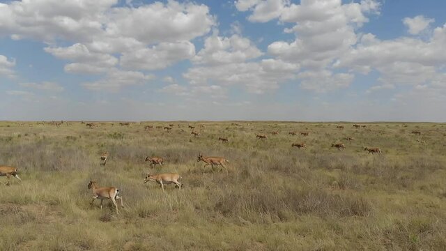 Kalmykia, nature reserve. A herd of saigas in the steppe.