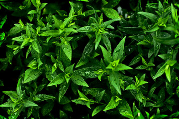 Fototapeta na wymiar Closeup photography of wild plant with rain drops on it.Growth background.Fresh green foliage.Copy spacr background.