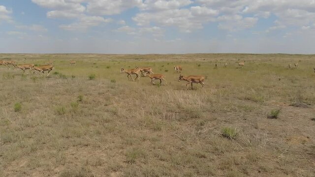 Kalmykia, nature reserve. A herd of saigas in the steppe.