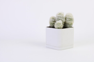 Espostoa Lanata - Cotton Ball Cactus in a white cubic pot