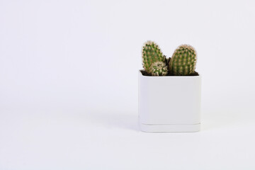 cactus in a  white cubic pot