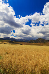 Yellow wheat field against the background of mountains and blue sky. Harvest bread. Summer landscape. Kyrgyzstan