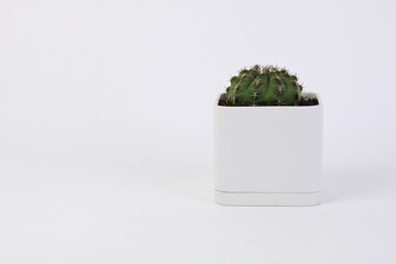 cactus in cubic flowerpot