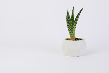 cactus in a white concrete geometric pot