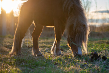 Red pony horse grazing on the green meadow in the rays of setting sun