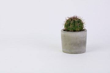 cactus in a concrete pot