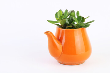 Radiator plants in orange pot