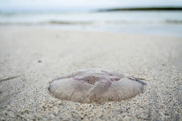 Fototapeta na wymiar Jellyfish on sandy beach in County Donegal - Ireland
