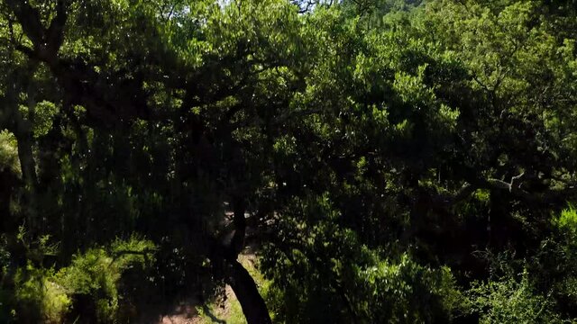 cork oak natural area of Mosquera alto palancia spain mditerranean aerial view
