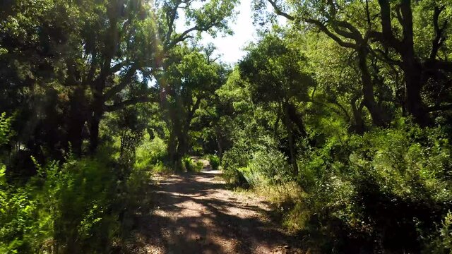 cork oak natural area of Mosquera alto palancia spain mditerranean aerial view
