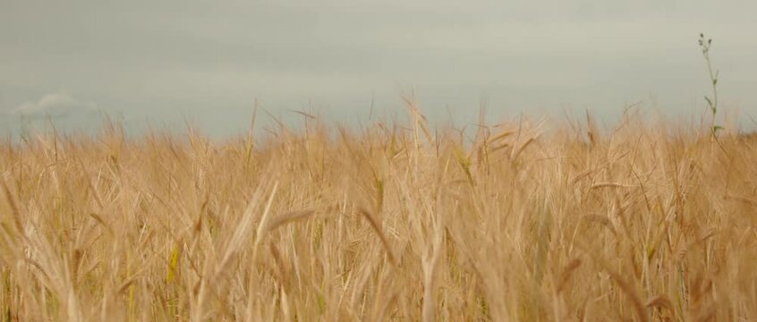 Girl hand in closeup shot moves through barley spica with very nice hand focus