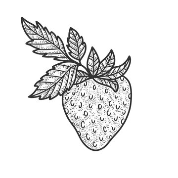 Strawberry berry fruit sketch engraving vector illustration. T-shirt apparel print design. Scratch board imitation. Black and white hand drawn image.