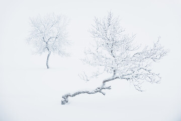 Snow covered bare trees in winter