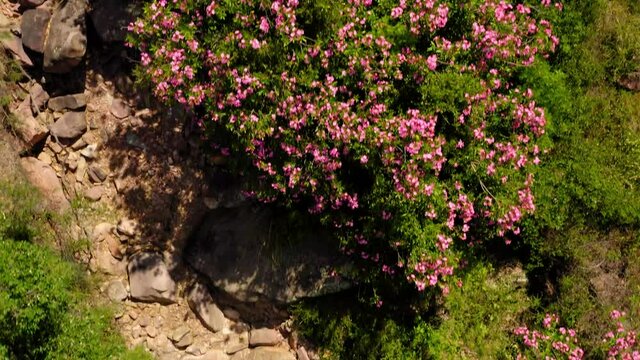 oleander in mountain river mediterranean aerial view