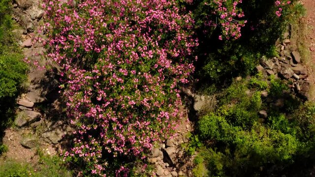 oleander in mountain river mediterranean aerial view