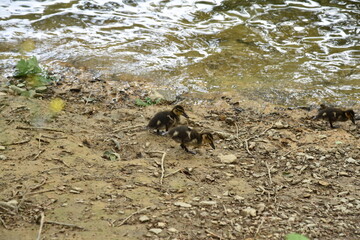 Entenfamilie