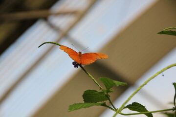 Orange butterfly perching on the stem of a plant