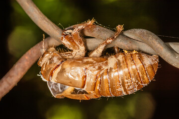 Abandoned cicada shell. Image of an insect shell exoskeleton.
