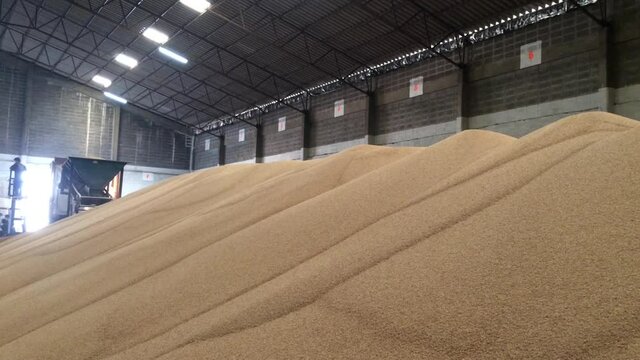 Stock pile in warehouse waiting for shipment Bulk type Orange loaders and large Cream color urea fertilizer in the warehouse.