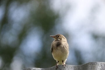 A white wagtail chick sits on an iron fence in July in summer waiting for nursing parents in the Moscow region