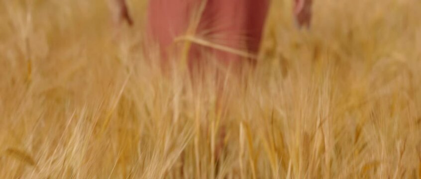 Girl hand in closeup shot moves through barley spica with very nice hand focus