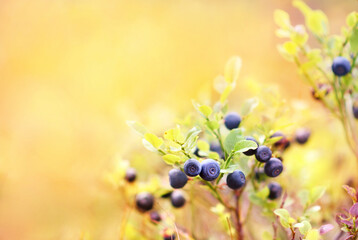 Fresh ripe blueberry on plant in autumn forest, selective focus, toned