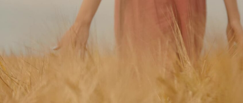 Girl hand in closeup shot moves through barley spica with very nice hand focus