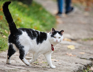 Stray cat alone in a city of Vilnius, Lithuania