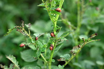 Colorado potato beetle larvae destroy potato leaves.