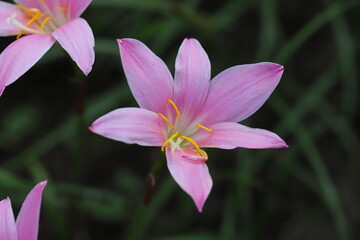 Fototapeta premium ゼフィランサスのピンク色の花