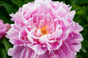 pink peony flower in garden