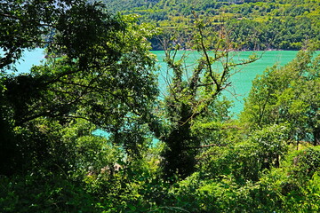 fondo natural con ramas y hojas verdes atravesadas por la luz del sol en verano