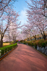 Fototapeta na wymiar Blooming sakura cherry blossom alley in park in spring, Seokchon lake park, Seoul, South Korea