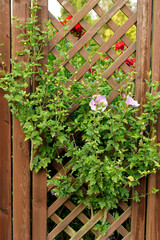 flowers on a wooden pergola