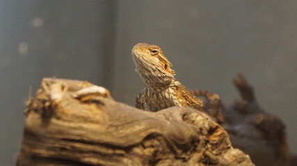 bearded dragon lizard