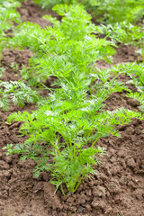 Young carrots grow in the garden on vegetable beds. growing vegetables in the open ground.