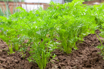 Young carrots grow in the garden on vegetable beds. growing vegetables in the open ground.