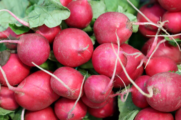 Red radish with leaves on the market. Fresh vegetable harvest in summer