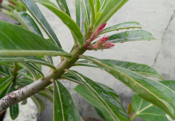 close up of a palm tree