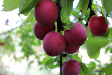 Obraz premium Ripe purple cherry plum on a branch in the summer garden.