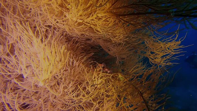 Small tropical fish (Longnose Hawkfish) hiding in the branch of soft coral at the bottom of the sea