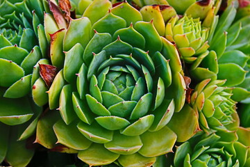 Obraz premium fondo naturaleza con cactus de cerca