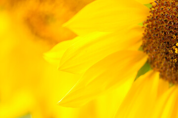 Beautiful yellow sunflower petals background. Close up.