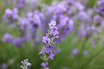 Purple Lavender flowers in the garden. Selective focus. Natural blurred floral background
