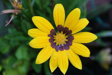 fondo natural con flores  de colores vivos de cerca 